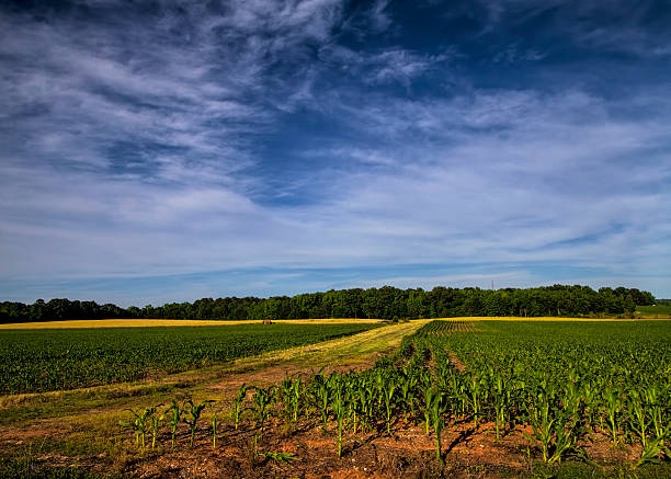 Open farmland under a wide sky